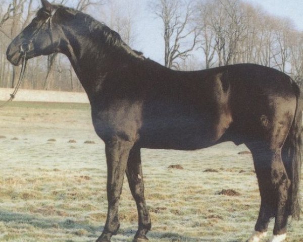 stallion Seydlitz (Westphalian, 1976, from Sinatra 1946)