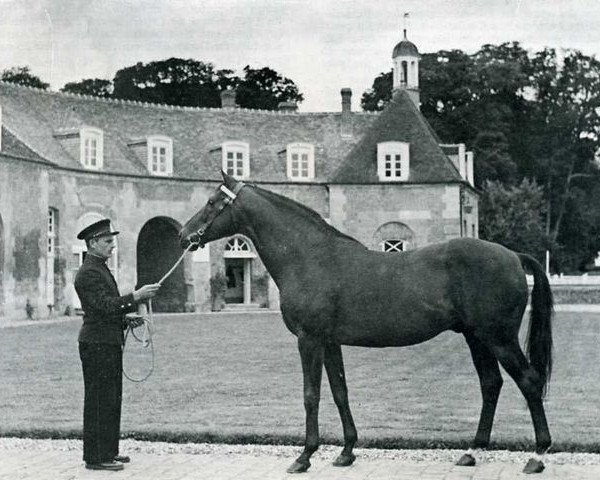 horse Le Tyrol xx (Thoroughbred, 1948, from Verso II xx)