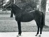 stallion Tremolo xx (Thoroughbred, 1959, from Le Tyrol xx)