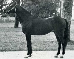 stallion Tremolo xx (Thoroughbred, 1959, from Le Tyrol xx)