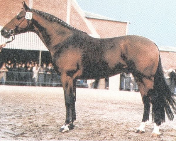 stallion Tiro (Oldenburg, 1972, from Tremolo xx)