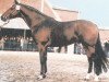 stallion Tiro (Oldenburg, 1972, from Tremolo xx)