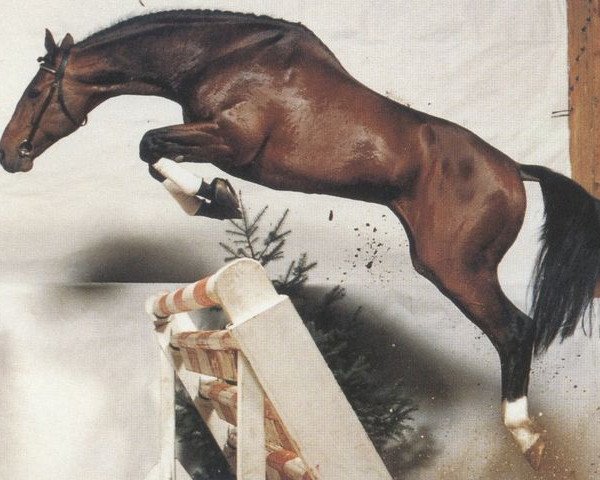 stallion Telstar (Oldenburg, 1983, from Tiro)