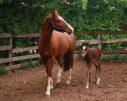 Zuchtstute Bacarole (KWPN (Niederländisches Warmblut), 1983, von Silvano)