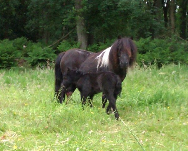 broodmare Orchidee v. Stal Brammelo (Shetland pony (under 87 cm), 1999, from Hatcher van Stal Brammelo)