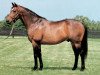 stallion Red Ransom xx (Thoroughbred, 1987, from Roberto xx)