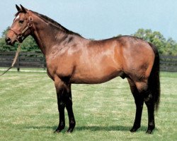 stallion Red Ransom xx (Thoroughbred, 1987, from Roberto xx)