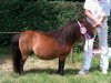 broodmare Tilly v.d. Rakkertjes (Shetland pony (under 87 cm), 2003, from Menno v.d. Rakkertjes)