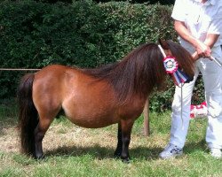 broodmare Tilly v.d. Rakkertjes (Shetland pony (under 87 cm), 2003, from Menno v.d. Rakkertjes)