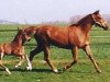 broodmare Lady Laurin (Hanoverian, 1990, from Legat)