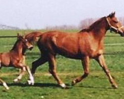 broodmare Lady Laurin (Hanoverian, 1990, from Legat)