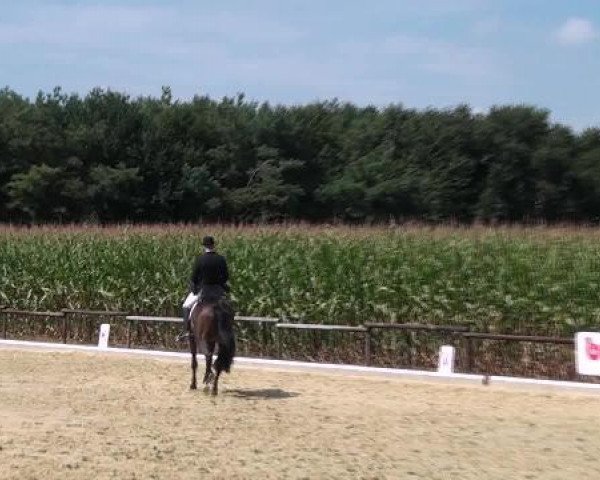 broodmare Jade (Westphalian, 2006, from Jazz Rubin)