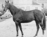 stallion Falbala AA (Anglo-Arabs, 1971, from Florestan II AA)