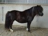 broodmare Palmira de Valk (Shetland pony (under 87 cm), 1997, from David de Valk)