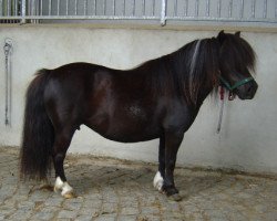 broodmare Palmira de Valk (Shetland pony (under 87 cm), 1997, from David de Valk)