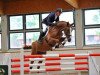 jumper Alucard 2 (German Sport Horse, 2007, from Askari)