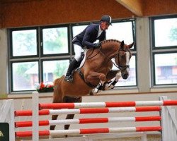 jumper Alucard 2 (German Sport Horse, 2007, from Askari)