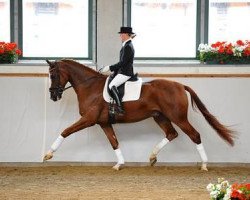 dressage horse Quotenkönig (Westphalian, 2008, from Quaterback)