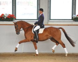 dressage horse Quandu P (German Sport Horse, 2006, from Quando-Quando)