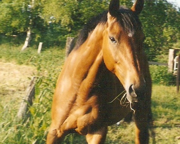 Pferd Gino Peppino (Hannoveraner, 1995, von Gloster)