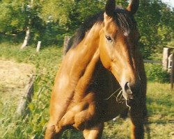 horse Gino Peppino (Hanoverian, 1995, from Gloster)