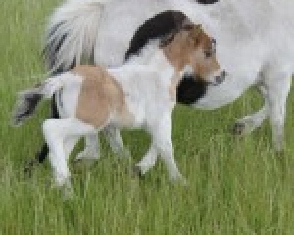 Zuchtstute Fauna's cheeky Mila (Shetland Pony (unter 87 cm), 2012, von Schalenburgs Twister)