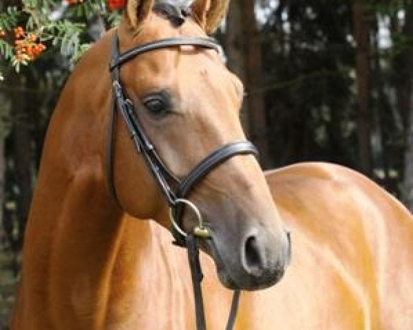 stallion Inliner (Hanoverian, 2007, from Iberio)