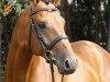 stallion Inliner (Hanoverian, 2007, from Iberio)