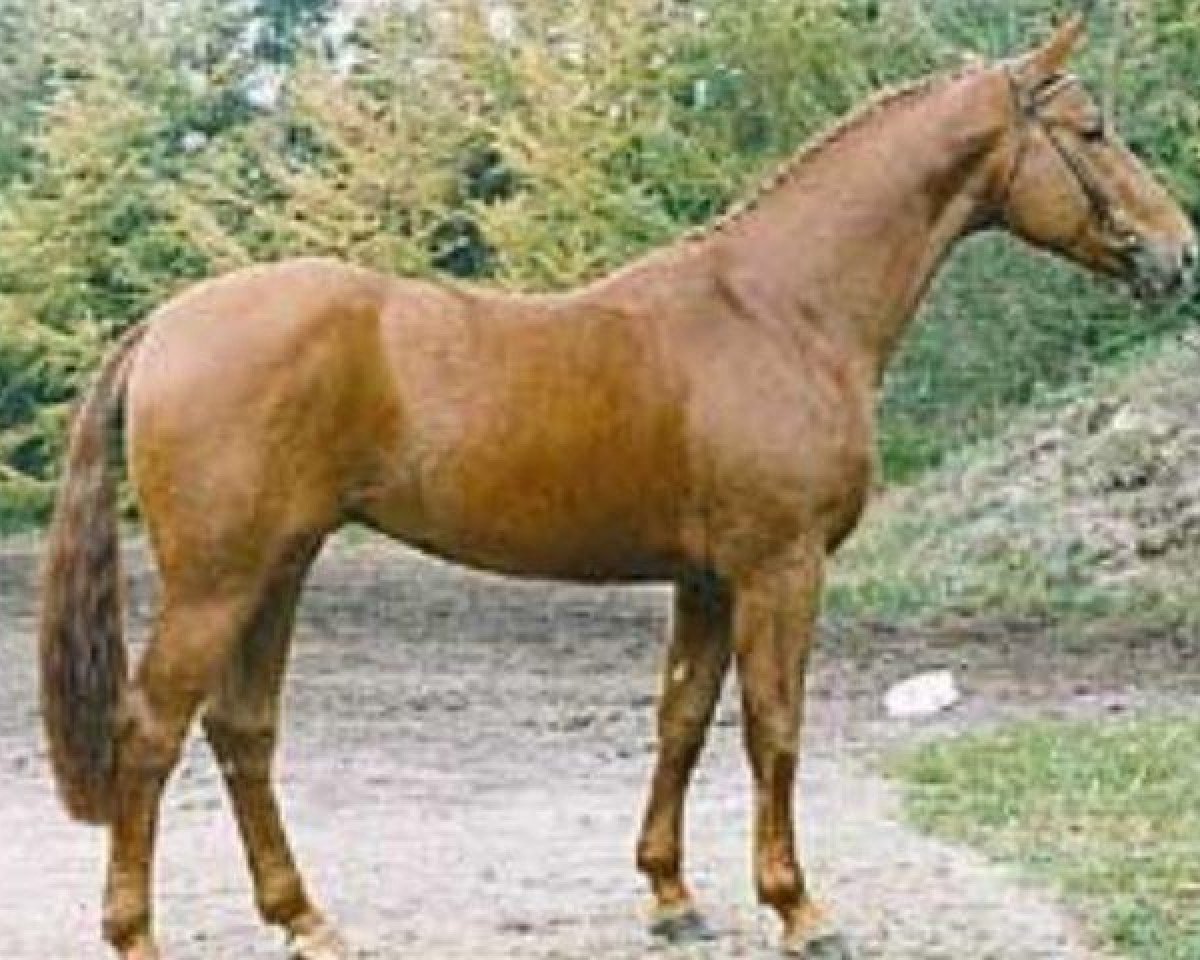 Deckhengst Walt Disney II (Hannoveraner, 1988, von World Cup I)
