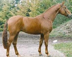 stallion Walt Disney II (Hanoverian, 1988, from World Cup I)