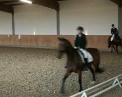 dressage horse Donald 501 (Hanoverian, 2002, from Del Piero)