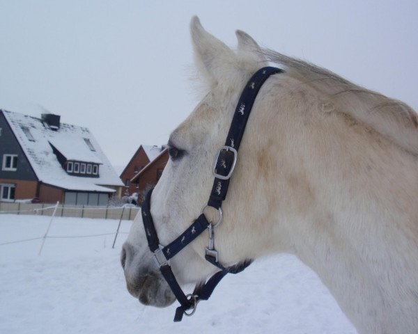 broodmare Zille 3 (Hanoverian, 1991, from Zeus)