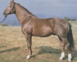 stallion Fugger (Hanoverian, 1966, from Frustra II)