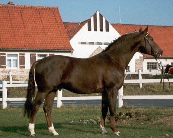 stallion Fenris (Hessian Warmblood, 1982, from Fugger)