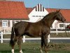 stallion Fenris (Hessian Warmblood, 1982, from Fugger)