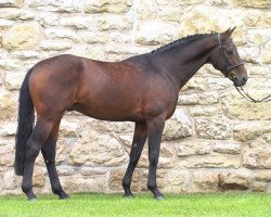 stallion Graf Faedo (Hessian Warmblood, 1992, from Fenris)