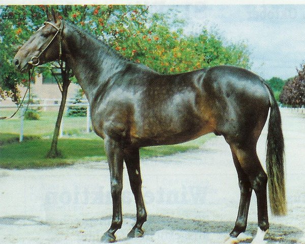 stallion Maurice (Hanoverian, 1986, from Matcho AA)
