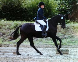 dressage horse Power's Boy JR (German Riding Pony, 2009, from Power Ranger)