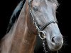 dressage horse Hannes 96 (Hanoverian, 2002, from Hohenstein I)