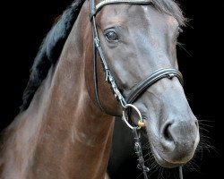 dressage horse Hannes 96 (Hanoverian, 2002, from Hohenstein I)