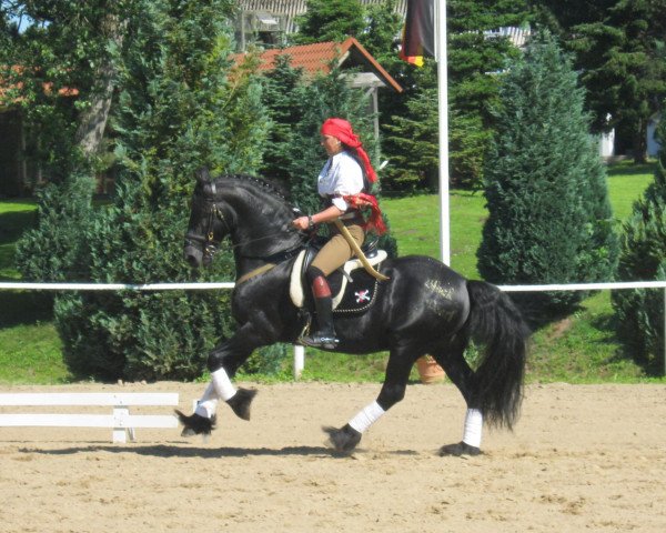 stallion Odin 269 (Friese, 1995, from Tsjomme 329)