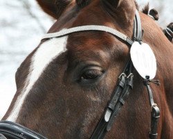 dressage horse Dieter 33 (Westphalian, 2005, from Del Rio)