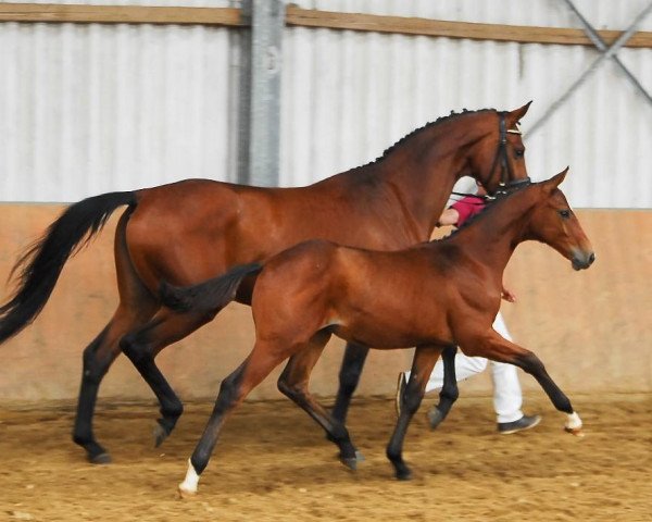 dressage horse Take it easy MS (Zweibrücken, 2012, from Totilas)