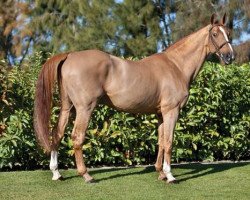 stallion Baloubet du Rouet (Selle Français, 1989, from Galoubet A)