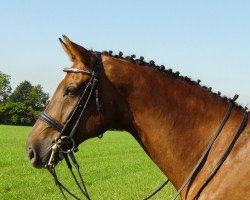 dressage horse Brioni 9 (Westphalian, 2004, from Belissimo NRW)