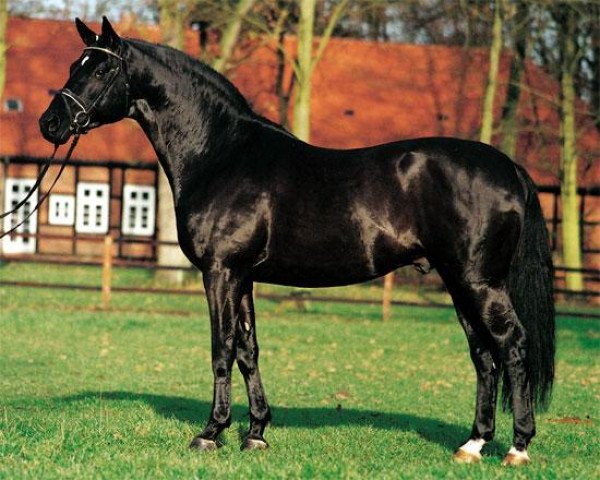 stallion Hohenstein I (Trakehner, 1991, from Caprimond)