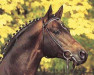 dressage horse Caprimond (Trakehner, 1985, from Karon)