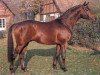 stallion Caprimond (Trakehner, 1985, from Karon)