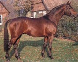 stallion Caprimond (Trakehner, 1985, from Karon)