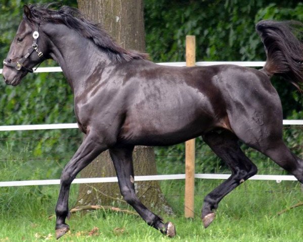 dressage horse Hengst von Sorento / Dorpas AA (Westphalian, 2014, from Sorento OLD)